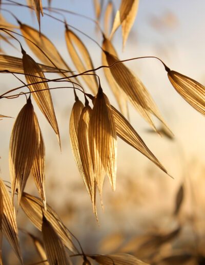 spikelets of oats , as agricultural background