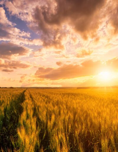 Sunset or sunrise on a rye field with golden ears and a dramatic cloudy sky.