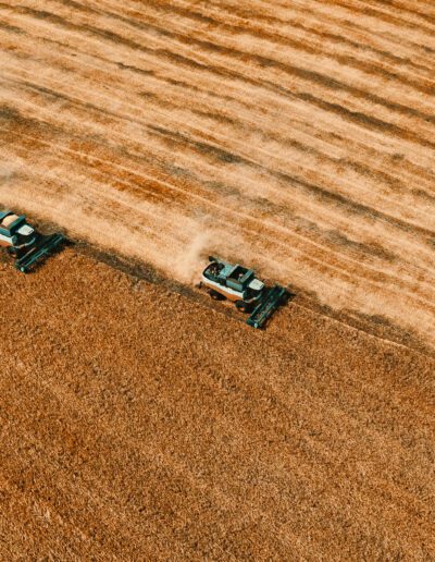 Harvesting of grain in summer. Two harvesters working in field. Combine harvester agricultural machine collecting golden ripe wheat or rye on field. View from above.