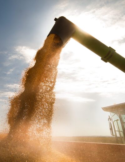 Pouring corn grain into tractor trailer after harvest